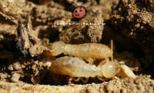 Tipos de Termitas en España Reticulitermes-Banyulensis Termitas Subterraneas