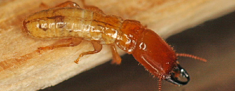 termitas en Barbate