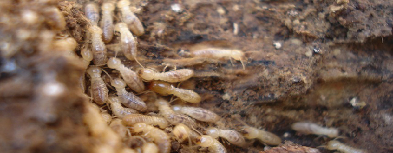 termitas en Laguna de Duero