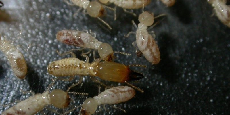 termitas-en-Mairena del Aljarafe