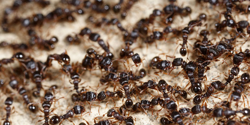termitas-en-Ciempozuelos