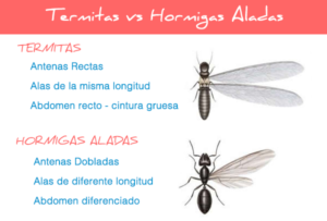 Termitas aladas y hormigas voladoras como diferenciarlas