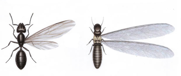 Termitas aladas y hormigas con alas como diferenciarlas y eliminar las termitas en ciudades de España